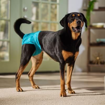 Show full view: Frisco Washable Female Dog Diaper, Large, 3 count slide 4 of 7