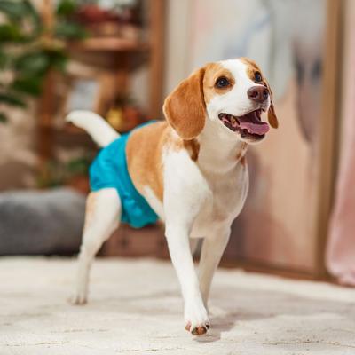 Show full view: Frisco Washable Female Dog Diaper, Medium, 3 count slide 5 of 8