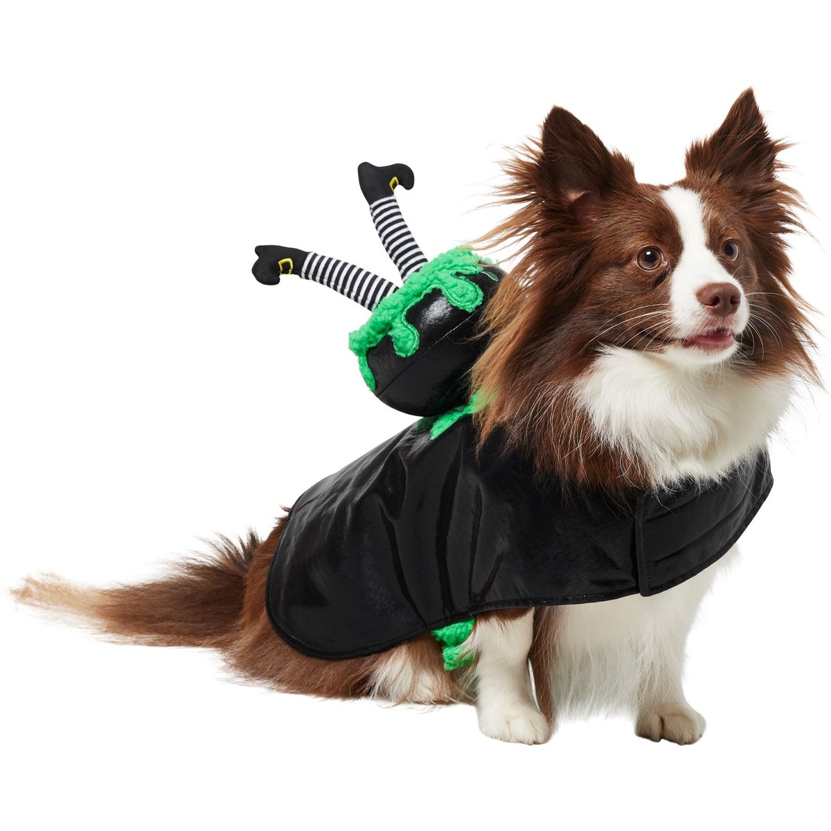 Frisco Witch Cauldron Ride-On Dog Costume with detachable Plush Toy, Medium
