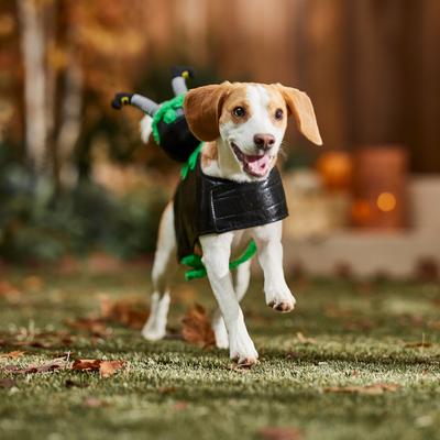 Show full view: Frisco Witch Cauldron Ride-On Dog Costume with detachable Plush Toy, Medium slide 7 of 9