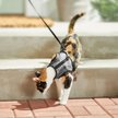 Show in main carousel: Frisco Wrap Cat Harness, Medium: 11 to 16-in chest slide 6 of 9