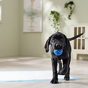 Frisco X-Large Premium Dog Training & Potty Pads, 28 x 34-in, Unscented, 21 count, Paws & Bones