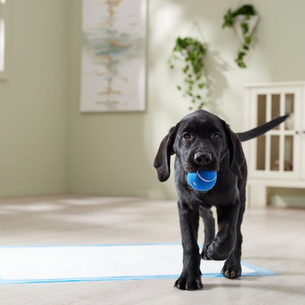 Show full view: Frisco X-Large Premium Dog Training & Potty Pads, 28 x 34-in, Unscented, 40 count, Paws & Bones slide 7 of 10
