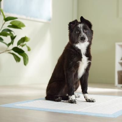 Show full view: Frisco X-Large Ultra Premium Non-Skid Dog Training & Potty Pads, 28 x 34-in, Unscented, 40 count slide 8 of 11