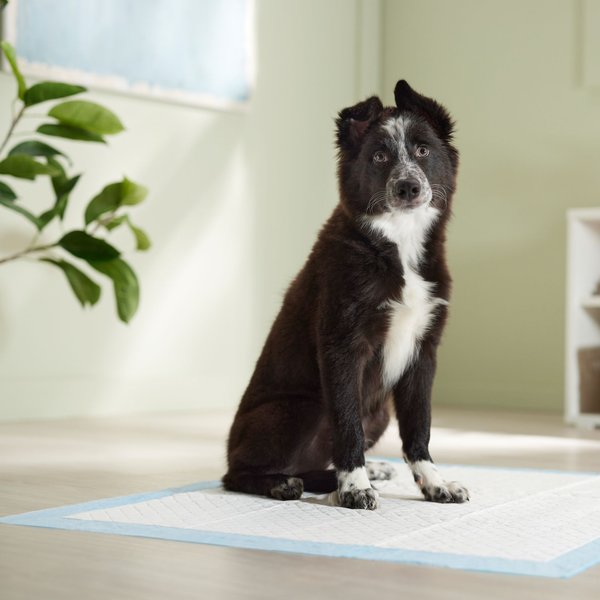 Show full view: Frisco X-Large Ultra Premium Non-Skid Dog Training & Potty Pads, 28 x 34-in, Unscented, 75 count slide 7 of 10
