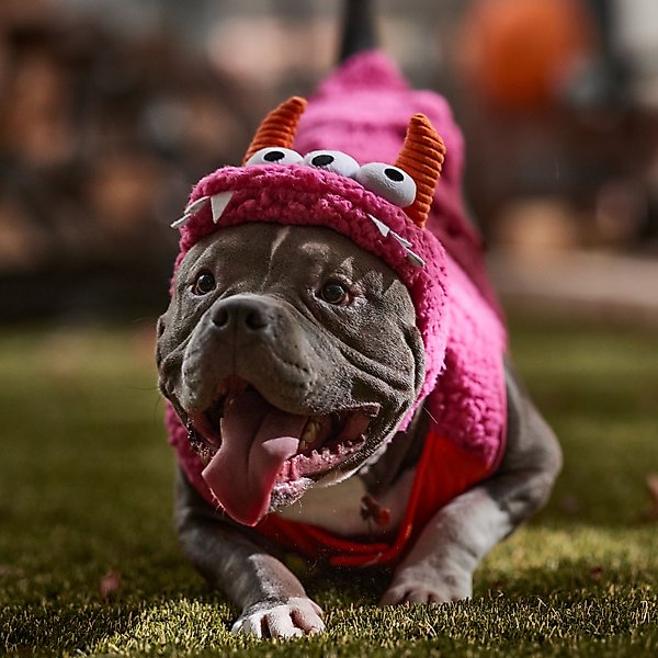 Frisco Zany Monster Dog & Cat Costume