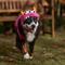 Show in main carousel: Frisco Zany Monster Dog & Cat Costume, X-Large slide 6 of 8