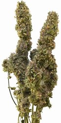 From The Field Catnip Buds Cat Treats, 1-oz tub slide 2 of 4
