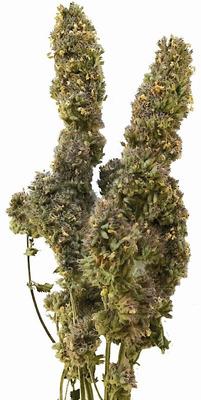 Show full view: From The Field Catnip Buds Cat Treats, 1-oz tub slide 3 of 8