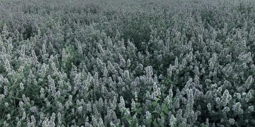 Show full view: From The Field Catnip Buds Cat Treats, 1-oz tub slide 5 of 8