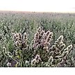 Show in main carousel: From The Field Leaf & Flower Catnip, 2-oz tub slide 4 of 7