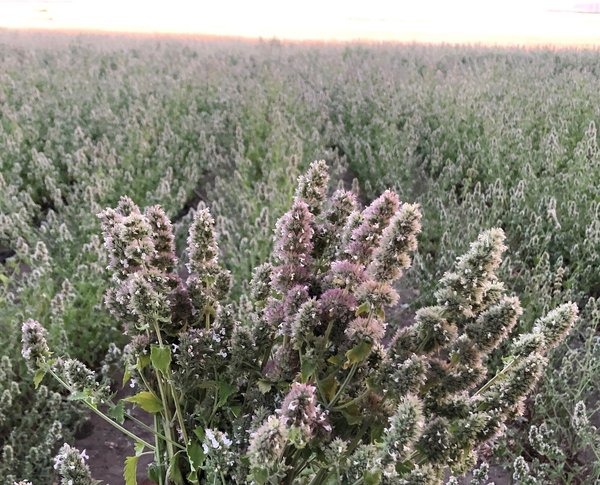 Show full view: From The Field Leaf & Flower Catnip & Toy, 2-oz tub slide 4 of 7