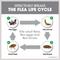 Show in main carousel: Frontline Plus Flea & Tick Spot Treatment for Cats, over 1.5 lbs, 6 Doses + Spot Treatment for Small Dogs, 5-22 lbs, 6 Doses slide 4 of 9