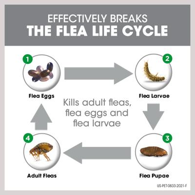 Show full view: Frontline Plus Flea & Tick Spot Treatment for Cats, over 1.5 lbs, 6 Doses + Spot Treatment for Small Dogs, 5-22 lbs, 6 Doses slide 4 of 9