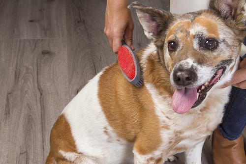 Show full view: FURemover Duo Dual-Sided Grooming & Hair Removal Dog & Cat Brush, Color Varies slide 4 of 9