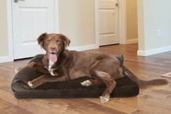 FurHaven Plush Deluxe Chaise Cooling Gel Cat & Dog Bed with Removable Cover, Sable Brown, Large