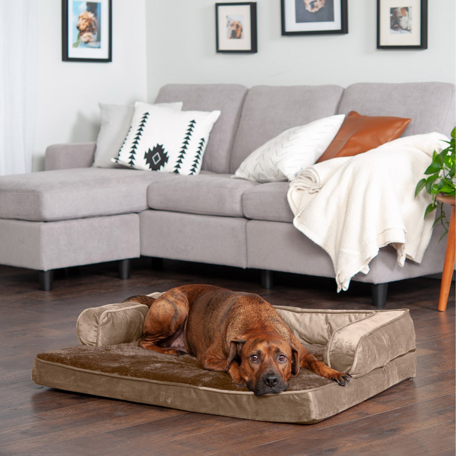 FurHaven FurHaven Plush & Velvet Memory Foam Comfy Couch Dog & Cat Bed, Almondine, Large