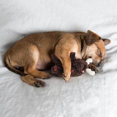 Show full view: Fuzzwoof Moose Heart Beat Plush Dog Toy, Brown, Small slide 4 of 7