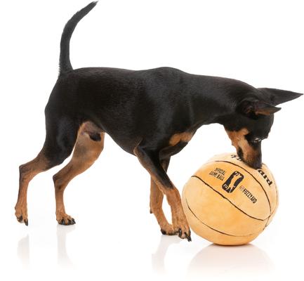 Show full view: FuzzYard Basketball Squeaky Plush Dog Toy slide 2 of 6