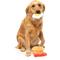 Show in main carousel: FuzzYard Dog's Breakfast Squeaky Plush Dog Toy, 3 count slide 4 of 8