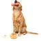 Show in main carousel: FuzzYard Dog's Breakfast Squeaky Plush Dog Toy, 3 count slide 2 of 8