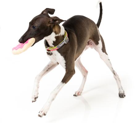 Show full view: FuzzYard Donuts Squeaky Plush Dog Toy, 2 count slide 5 of 7