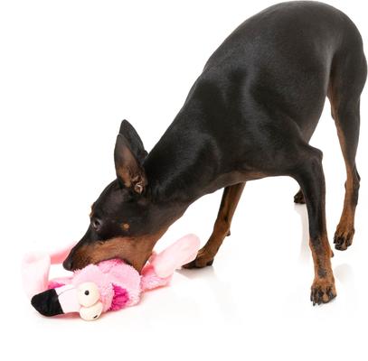Show full view: FuzzYard Flat Out Nasties Flo The Flamingo Squeaky Stuffing-Free Plush Dog Toy slide 5 of 8