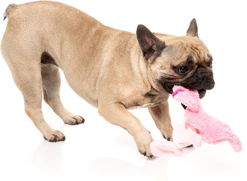 Show full view: FuzzYard Flat Out Nasties Flo The Flamingo Squeaky Stuffing-Free Plush Dog Toy slide 3 of 8