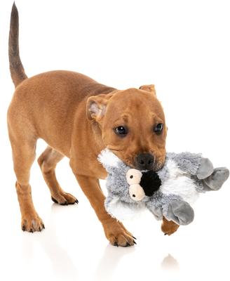 Show full view: FuzzYard Flat Out Nasties Kana The Koala Squeaky Stuffing-Free Plush Dog Toy slide 4 of 6