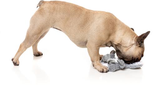 Show full view: FuzzYard Flat Out Nasties Kana The Koala Squeaky Stuffing-Free Plush Dog Toy slide 3 of 6