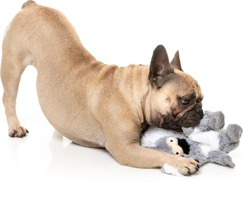 Show full view: FuzzYard Flat Out Nasties Kana The Koala Squeaky Stuffing-Free Plush Dog Toy slide 2 of 6