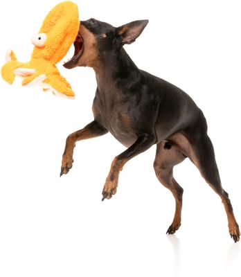 Show full view: FuzzYard Flat Out Nasties Sir Legs A Lot The Octopus Squeaky Stuffing-Free Plush Dog Toy slide 5 of 7