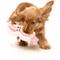 Show in main carousel: FuzzYard Kevin Bacon-Strip Squeaky Plush Dog Toy slide 6 of 10