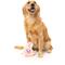 Show in main carousel: FuzzYard Piggy Smalls Squeaky Plush Dog Toy slide 4 of 8