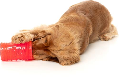 Show full view: FuzzYard Pina Coolada Freeze Dog Chew Toy slide 4 of 12