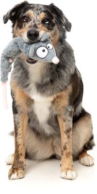 Show full view: FuzzYard Rack Off Rat Squeaky Stuffing-Free Plush Dog Toy slide 5 of 9