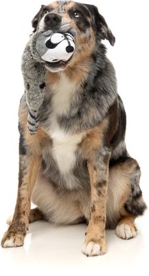 Show full view: FuzzYard Run Along Raccoon Squeaky Stuffing-Free Plush Dog Toy slide 5 of 9