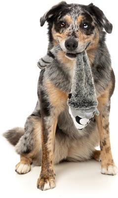 Show full view: FuzzYard Run Along Raccoon Squeaky Stuffing-Free Plush Dog Toy slide 4 of 9