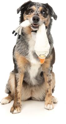 Show full view: FuzzYard See-Ya Seagull Squeaky Stuffing-Free Plush Dog Toy slide 5 of 9