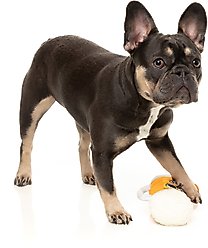 FuzzYard Steinzy Squeaky Plush Dog Toy slide 2 of 6