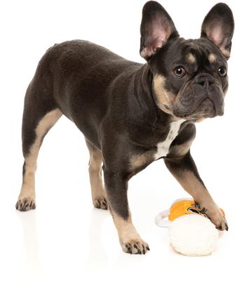 Show full view: FuzzYard Steinzy Squeaky Plush Dog Toy slide 3 of 6