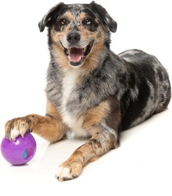 Show full view: FuzzYard Truth Tellin' Treat Ball Treat Dispensing Dog Toy slide 2 of 11