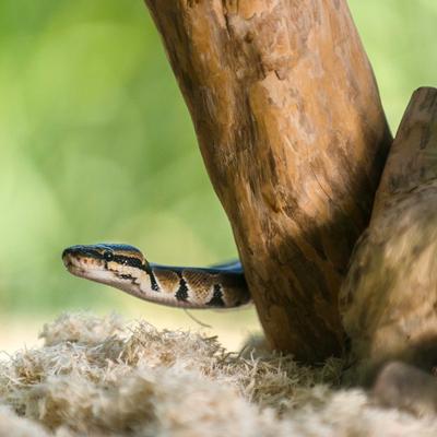 Show full view: Galapagos Aspen Digs Natural Aspen Reptile Bedding, 24-qt bag slide 4 of 6