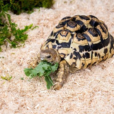 Show full view: Galapagos Aspen Digs Natural Aspen Reptile Terrarium Bedding, 8-qt bag slide 3 of 7