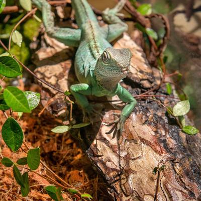 Show full view: Galapagos Basking Bark Terrarium Wood, Natural slide 4 of 7