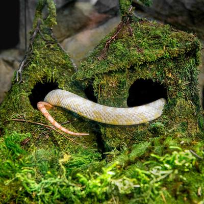 Show full view: Galapagos Bungalow Deco Birdhouse, Fresh Green slide 3 of 5