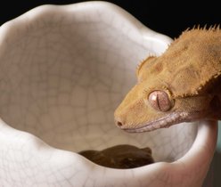 Galapagos Ceramic Egg Reptile Bowl, White, Small slide 2 of 4