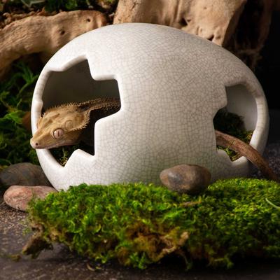 Show full view: Galapagos Ceramic Egg Reptile Hideout, White, Medium, 6.3x5.12-in slide 3 of 7