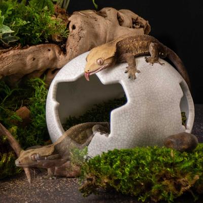 Show full view: Galapagos Ceramic Egg Reptile Hideout, White, Medium, 6.3x5.12-in slide 5 of 7