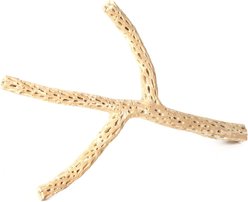 Galapagos Cholla Wood Branch Terrarium Accessory, Branched, 36-in